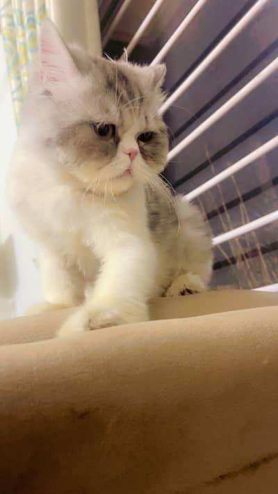 Persian CFA Male Available for Matting