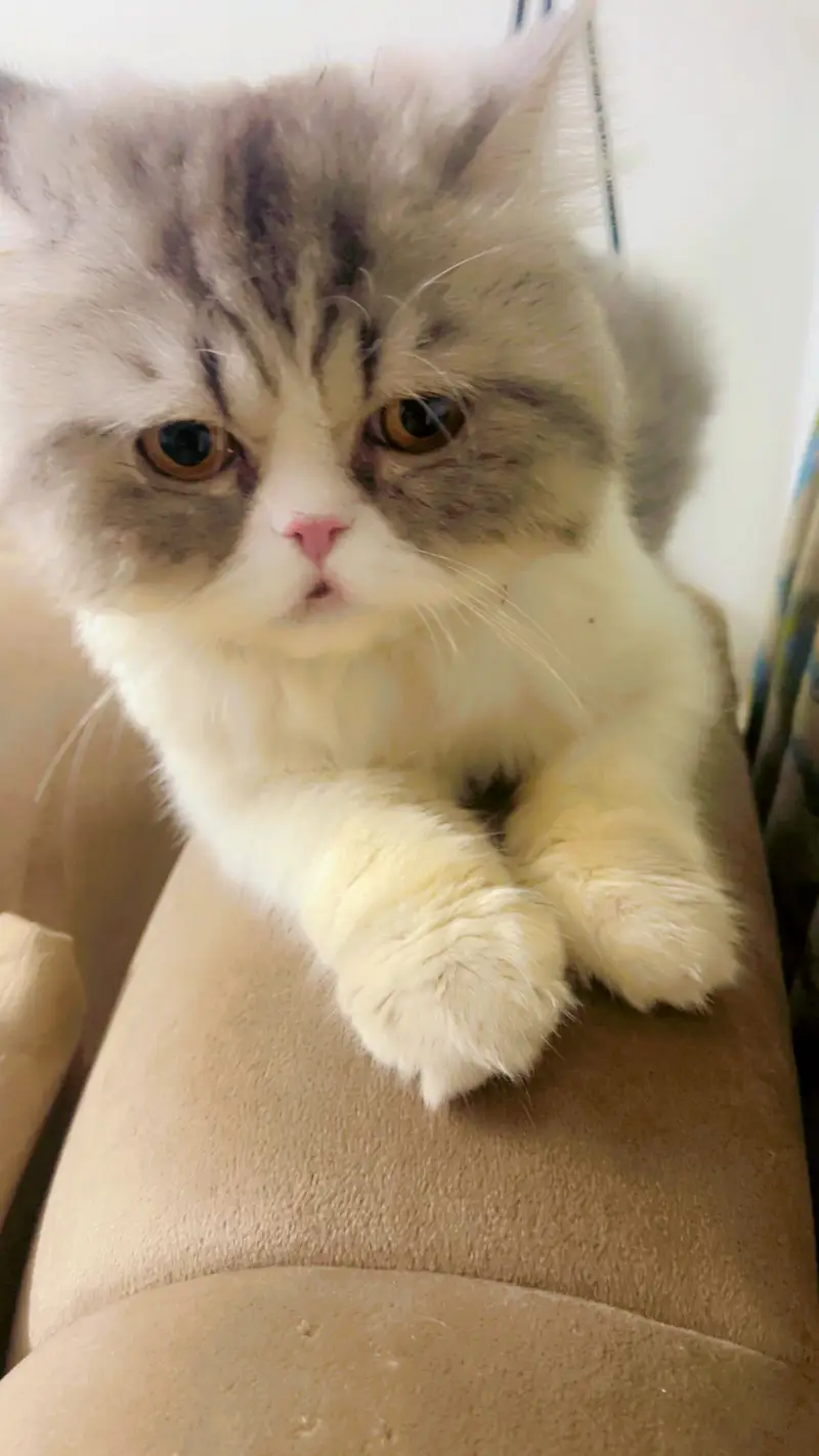 Persian CFA Male Available for Matting — photo 2