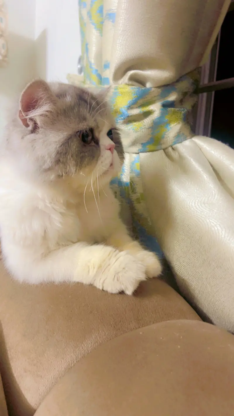 Persian CFA Male Available for Matting — photo 3