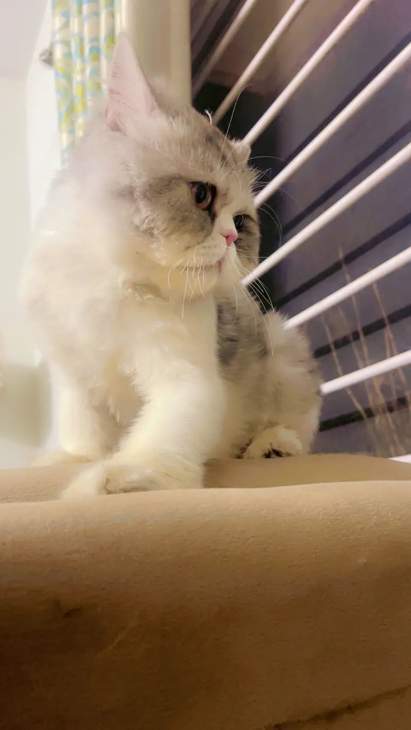 Persian CFA Male Available for Matting — photo 4