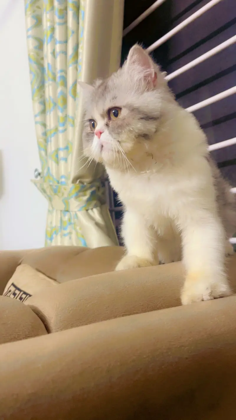 Persian CFA Male Available for Matting — photo 5