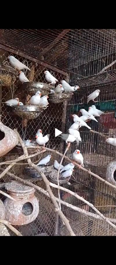 finches snow white finch bird
