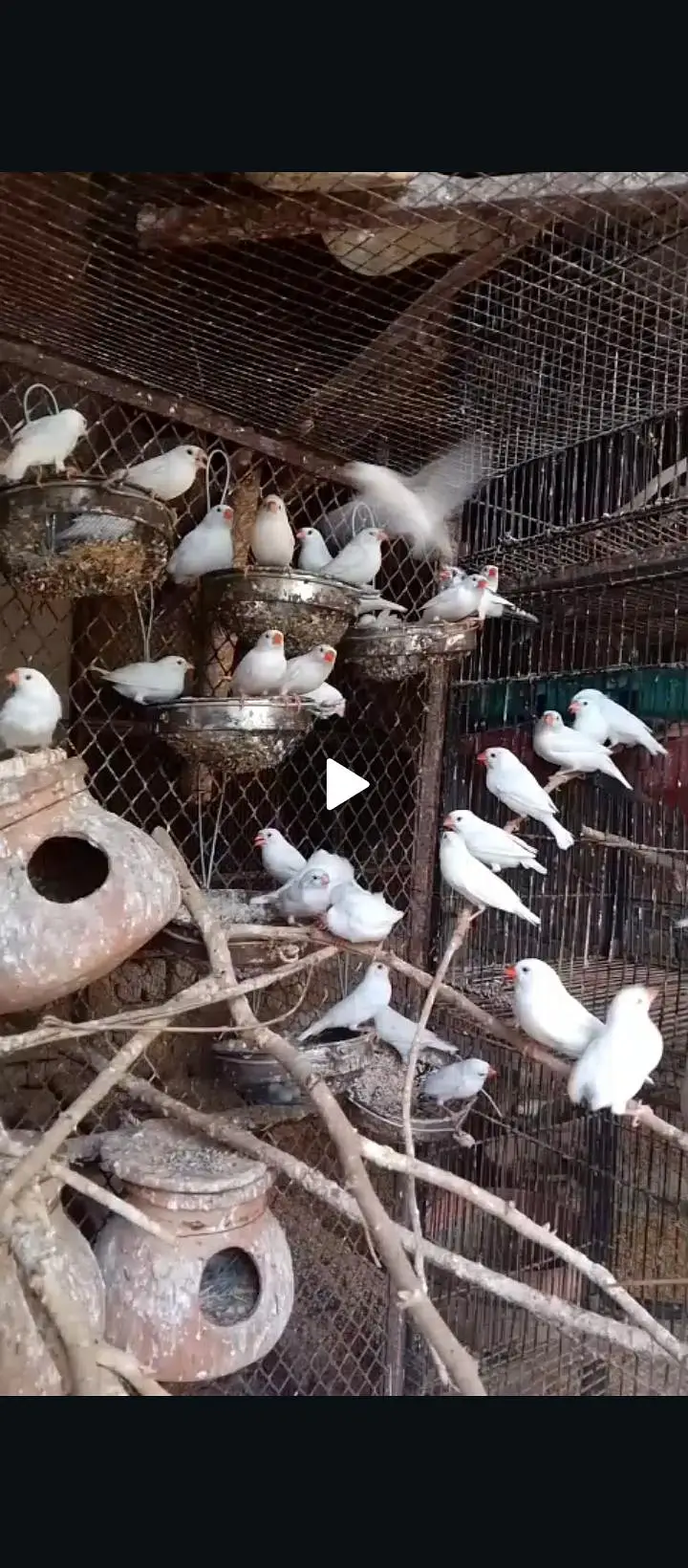 finches snow white finch bird — photo 2