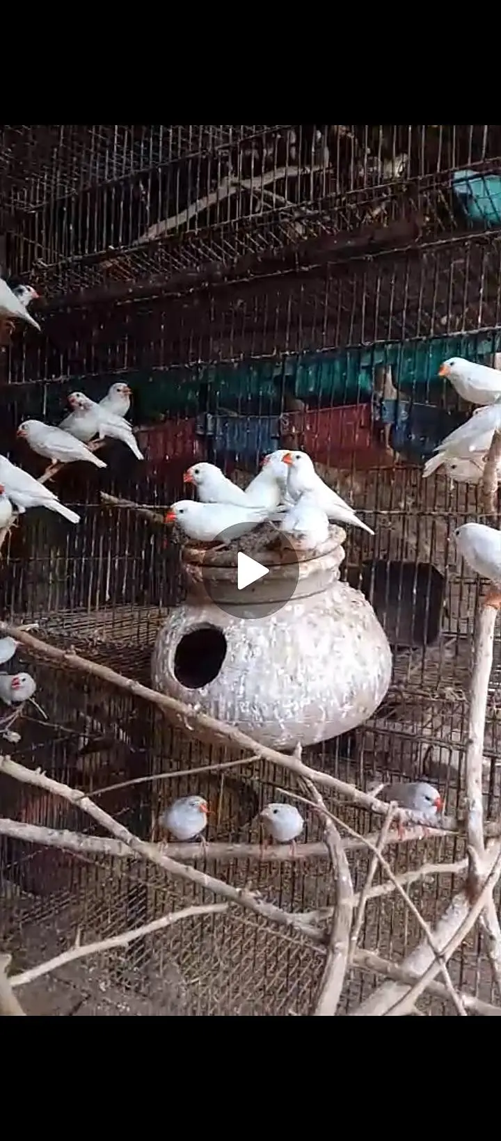 finches snow white finch bird — photo 3