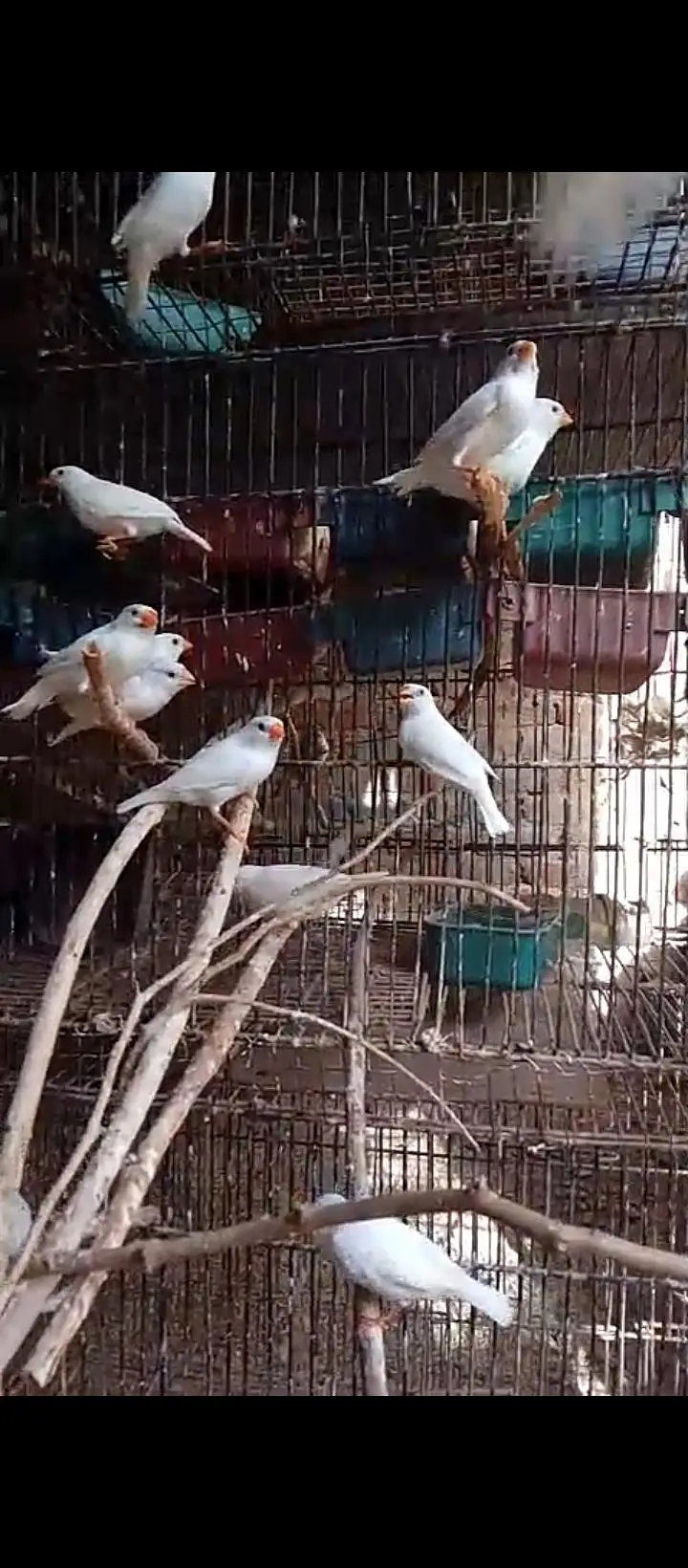 finches snow white finch bird — photo 5