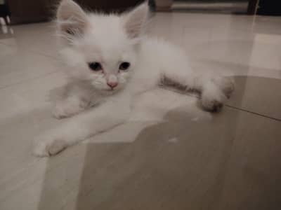 cat for sale