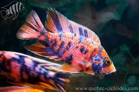 cichlid fish