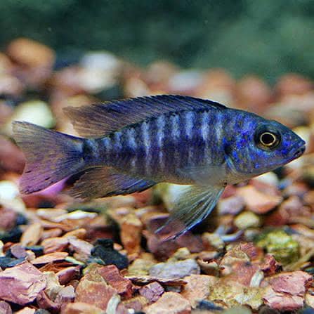 cichlid fish 1