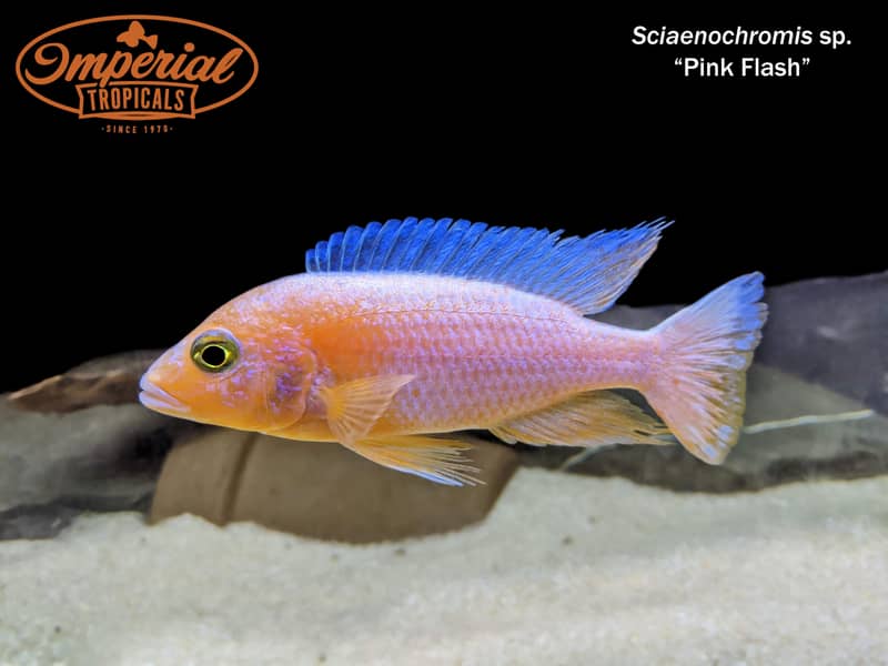cichlid fish 2