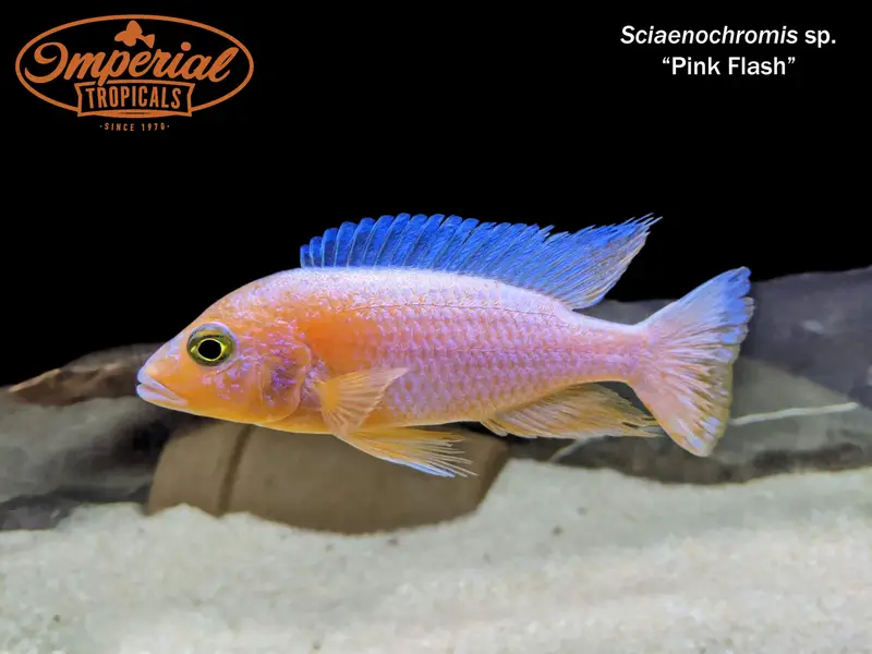 cichlid fish — photo 3