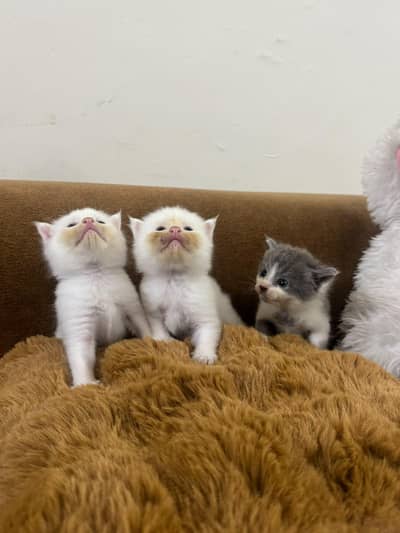 Adorable Kittens for Sale