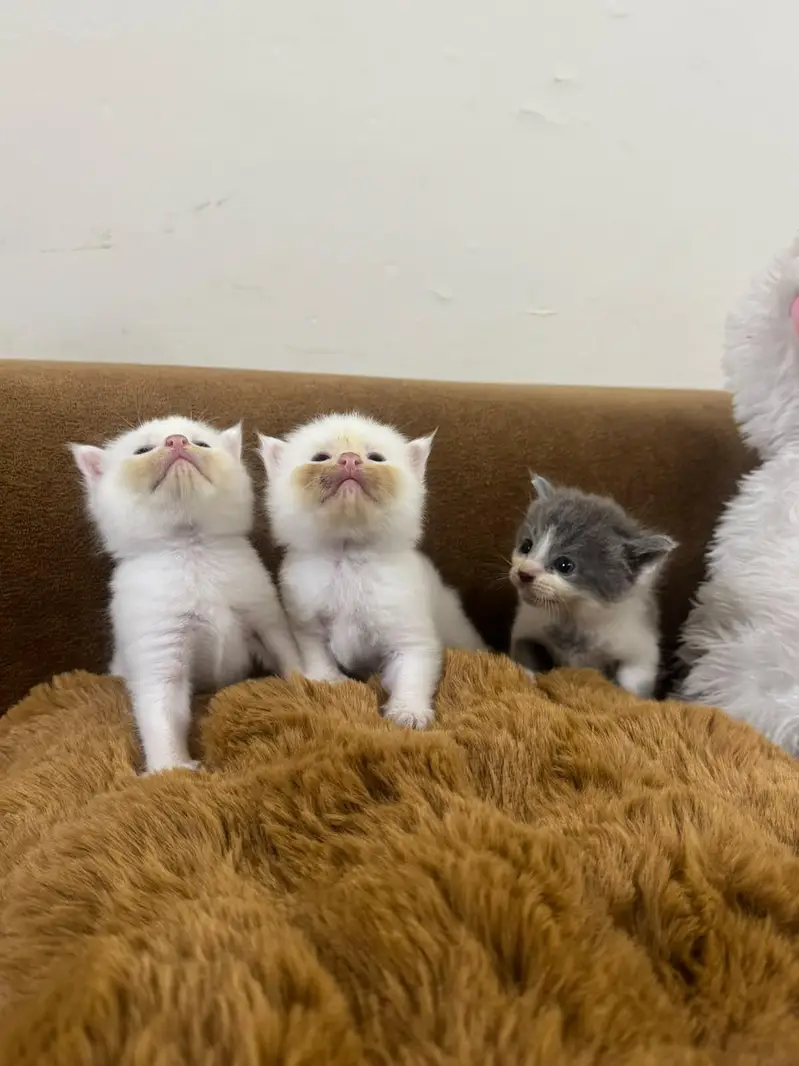 Adorable Kittens for Sale