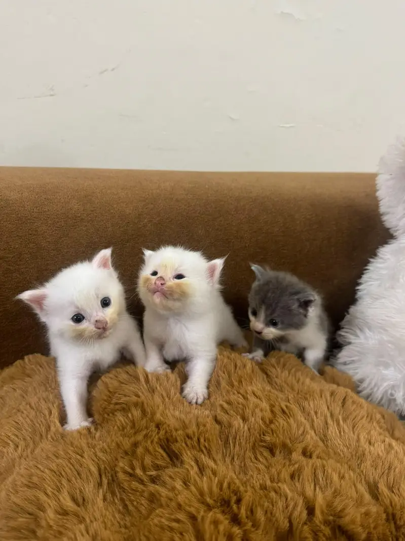 Adorable Kittens for Sale — photo 3