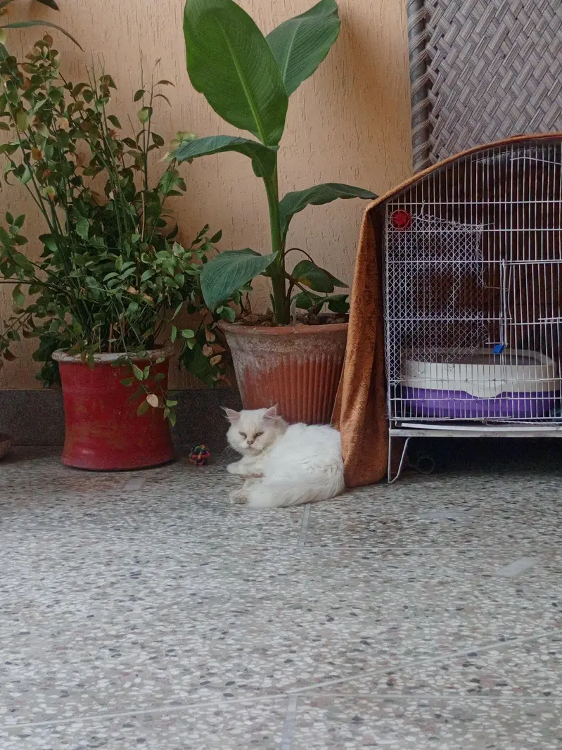 Adorable Kittens for Sale — photo 5