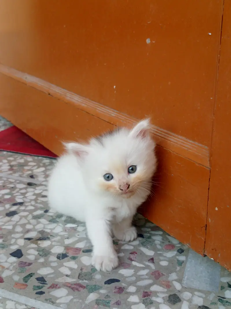 Adorable Kittens for Sale — photo 6