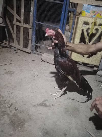 lakha birds