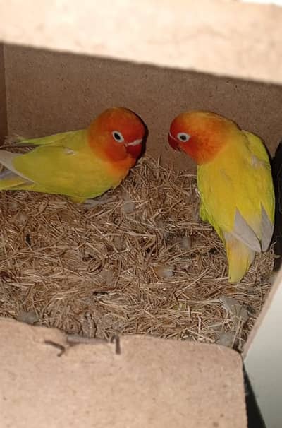 Three BREEDER PAIRS for sale. Latino parsanata"Common Latino"*!