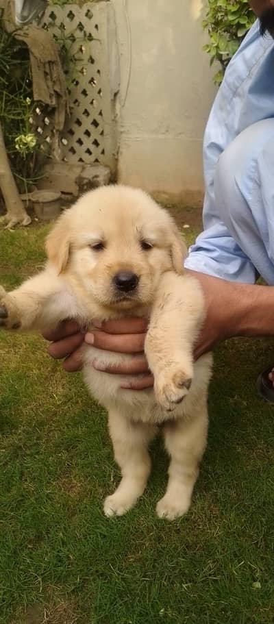 Gold Retriever Puppy