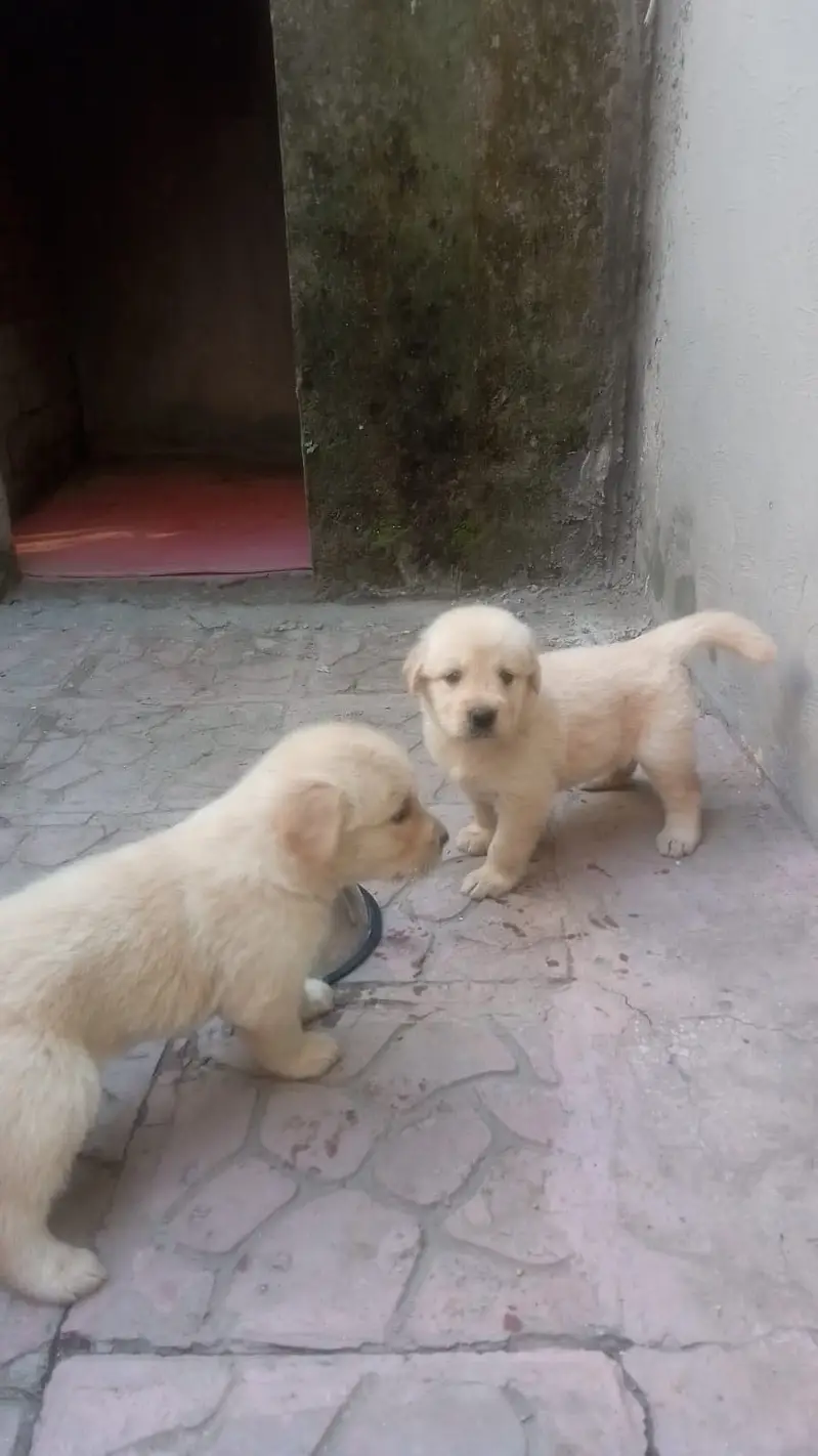 Gold Retriever Puppy — photo 2