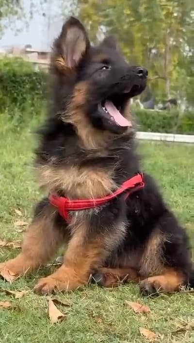 German Shepherd male puppy for sale
