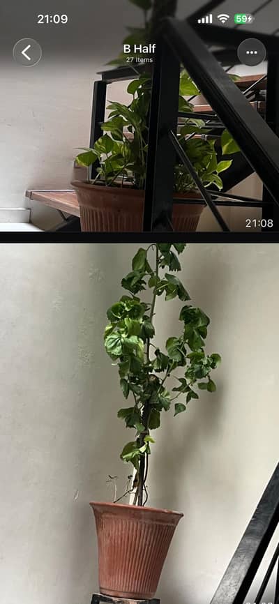 Freshly Buddying Plants & Miscellaneous House Decorations