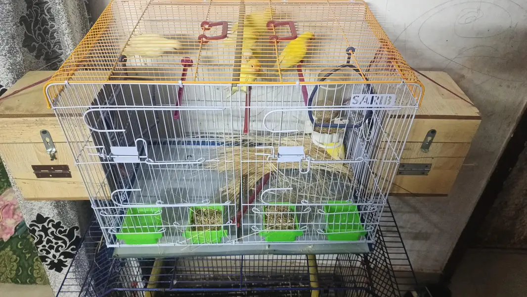 Love Birds 8 Pcs Lot For Sale - Yellow, White, Blue - Healthy Active — photo 2