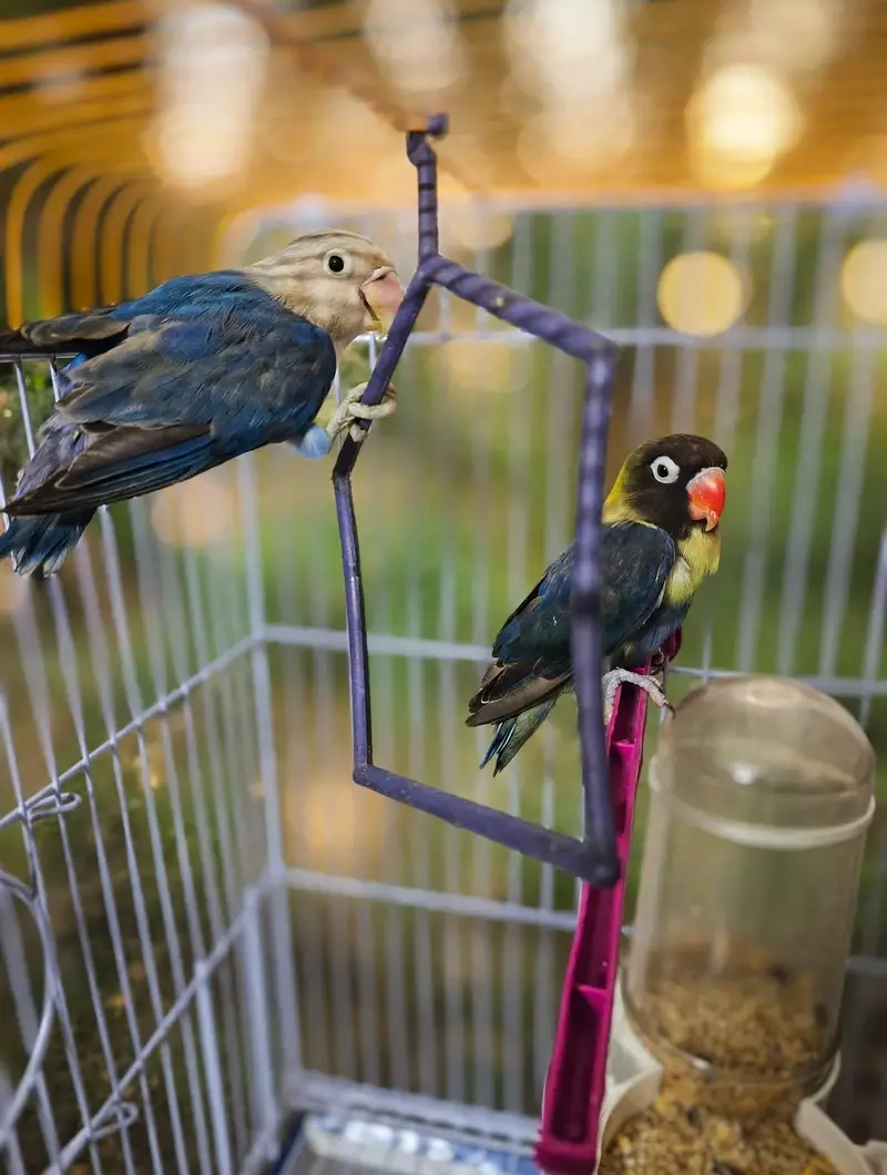Love Birds 8 Pcs Lot For Sale - Yellow, White, Blue - Healthy Active — photo 4