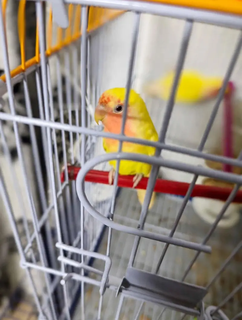 Love Birds 8 Pcs Lot For Sale - Yellow, White, Blue - Healthy Active — photo 5