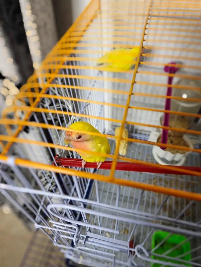 Love Birds 8 Pcs Lot For Sale - Yellow, White, Blue - Healthy Active — photo 6