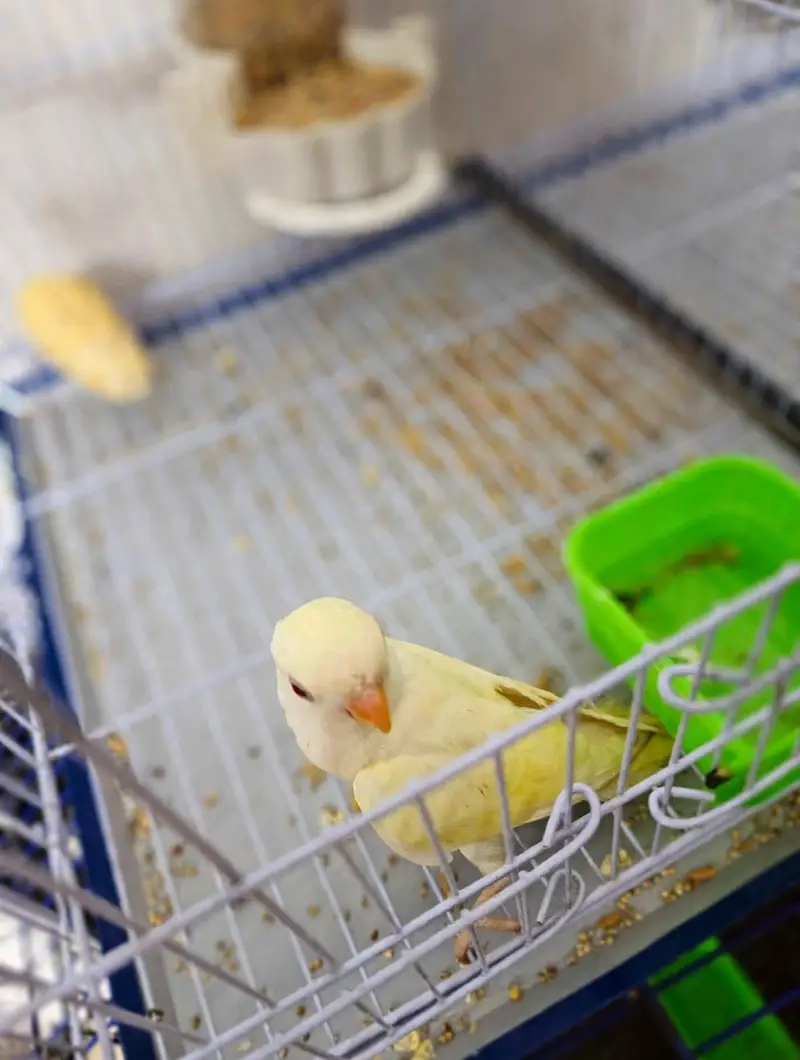 Love Birds 8 Pcs Lot For Sale - Yellow, White, Blue - Healthy Active — photo 7