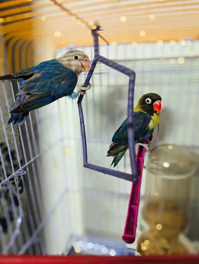 Love Birds 8 Pcs Lot For Sale - Yellow, White, Blue - Healthy Active — photo 9