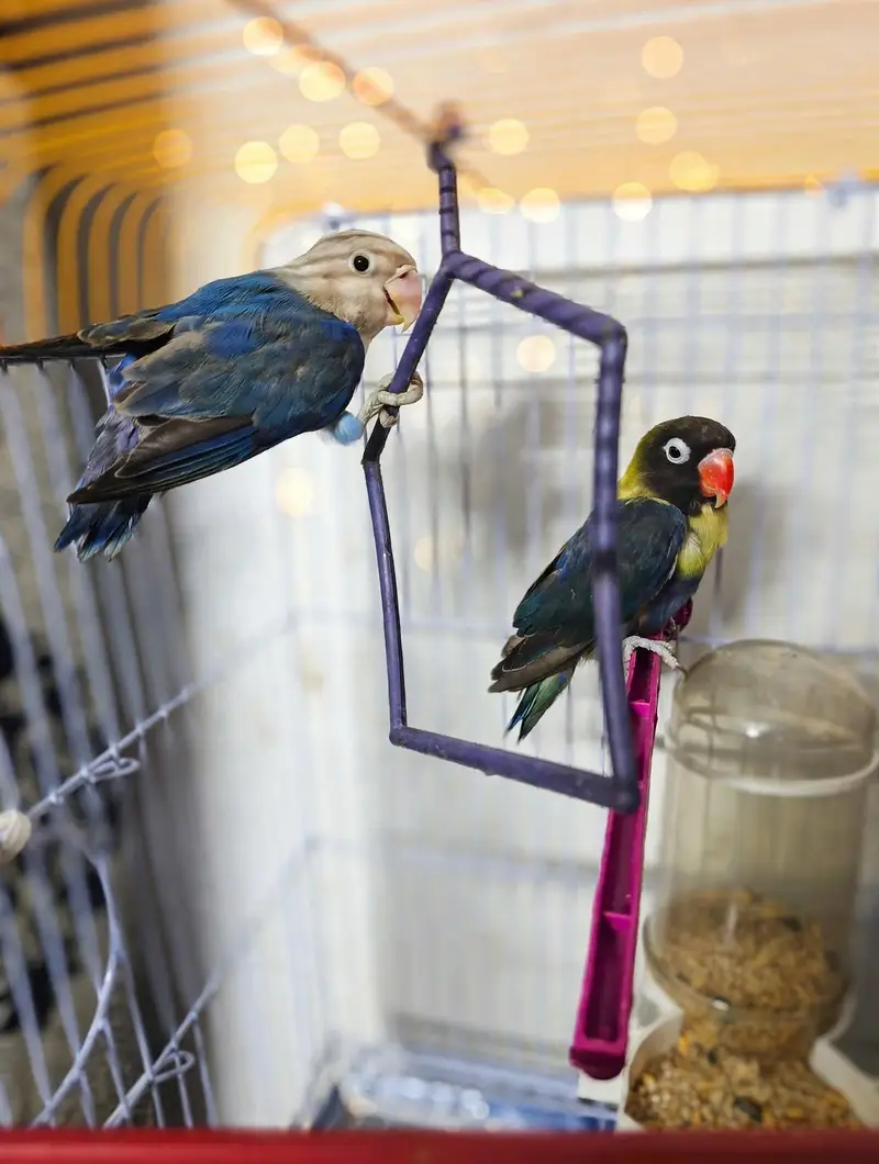 Love Birds 8 Pcs Lot For Sale - Yellow, White, Blue - Healthy Active — photo 10