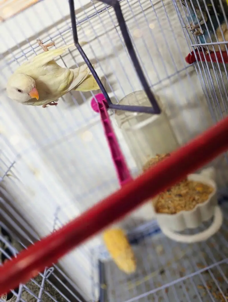 Love Birds 8 Pcs Lot For Sale - Yellow, White, Blue - Healthy Active — photo 11