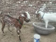 GOATS FOR SALE