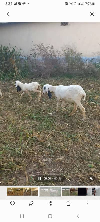 3 month pragnat  sheep