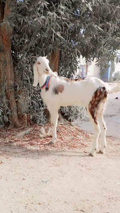 Gulabi Female 1.5 say 2 Month ki Cross Hy: