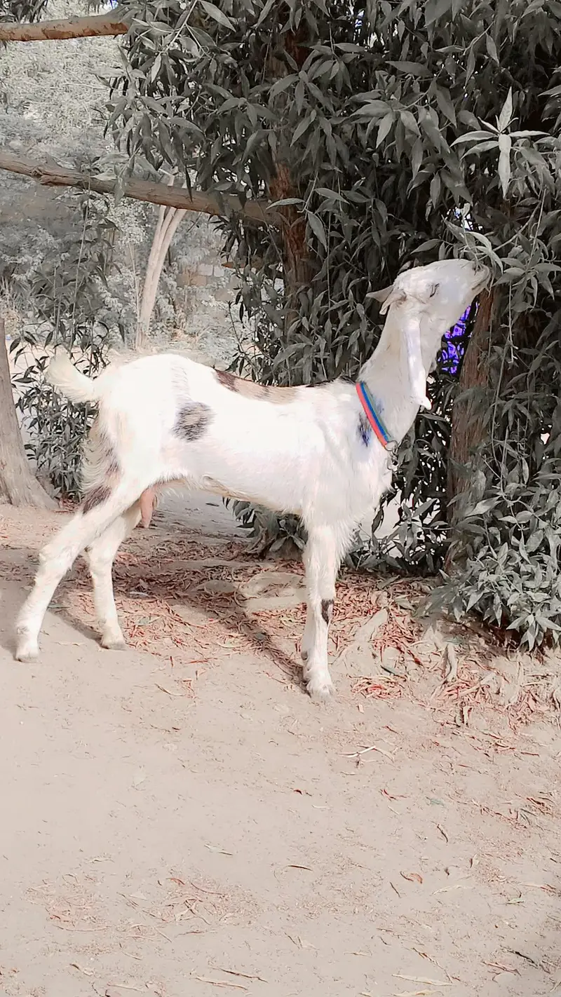 Gulabi Female 1.5 say 2 Month ki Cross Hy: — photo 3