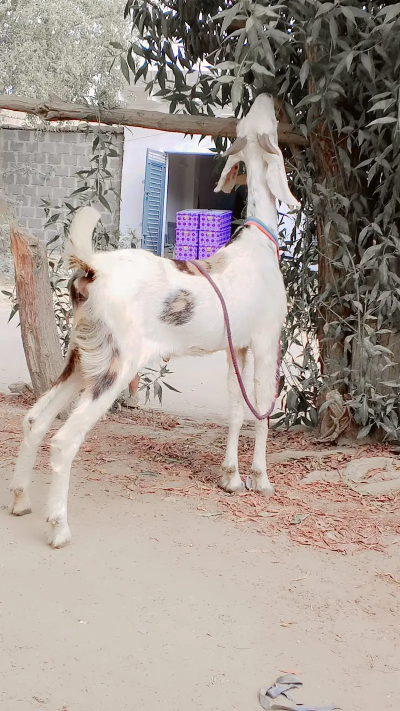 Gulabi Female 1.5 say 2 Month ki Cross Hy: — photo 4