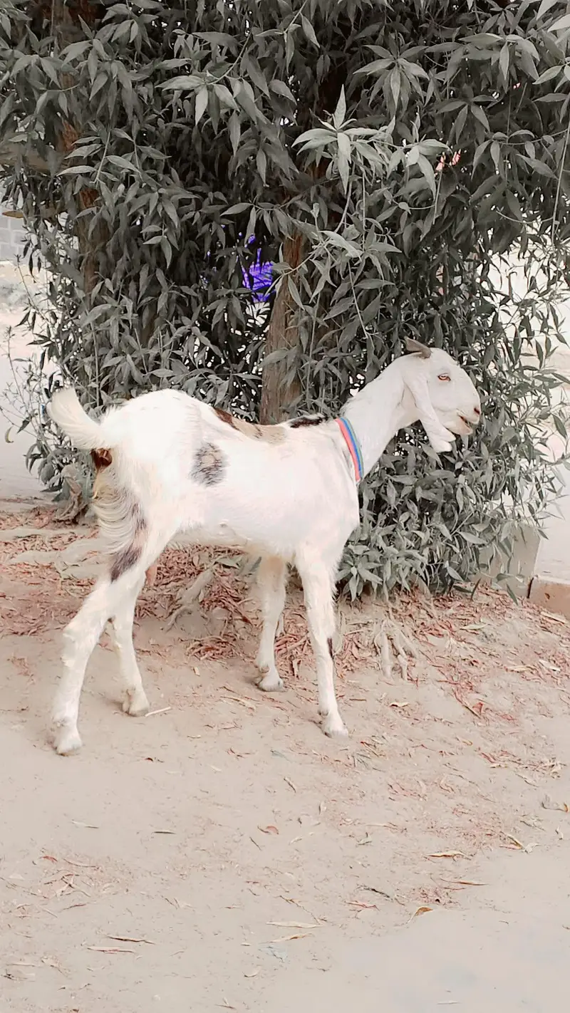 Gulabi Female 1.5 say 2 Month ki Cross Hy: — photo 5