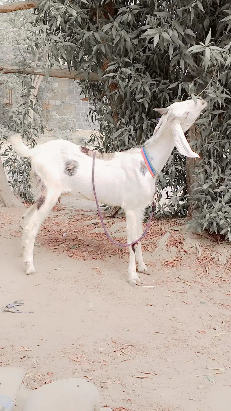 Gulabi Female 1.5 say 2 Month ki Cross Hy: — photo 6