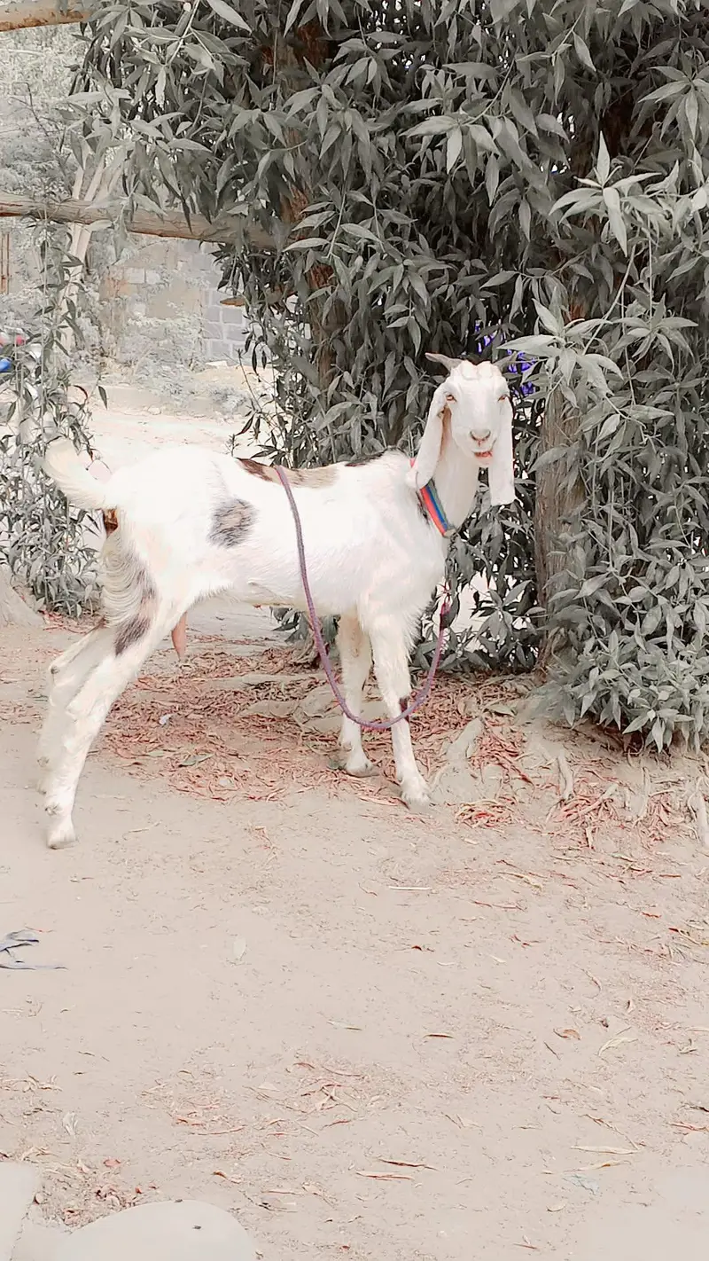 Gulabi Female 1.5 say 2 Month ki Cross Hy: — photo 7