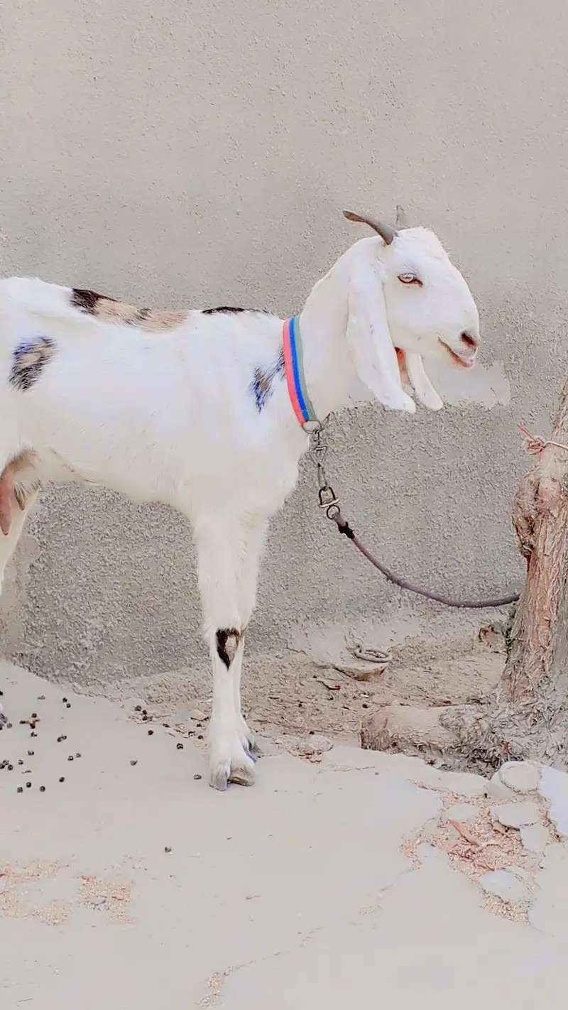 Gulabi Female 1.5 say 2 Month ki Cross Hy: — photo 8