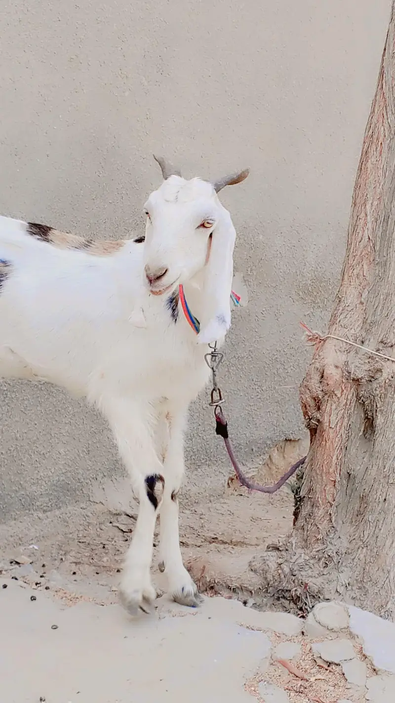 Gulabi Female 1.5 say 2 Month ki Cross Hy: — photo 9