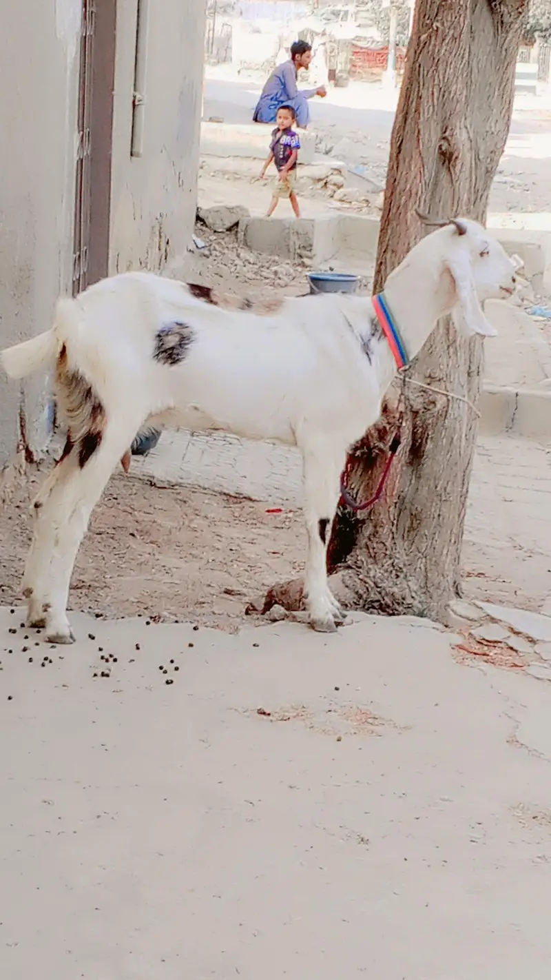 Gulabi Female 1.5 say 2 Month ki Cross Hy: — photo 10