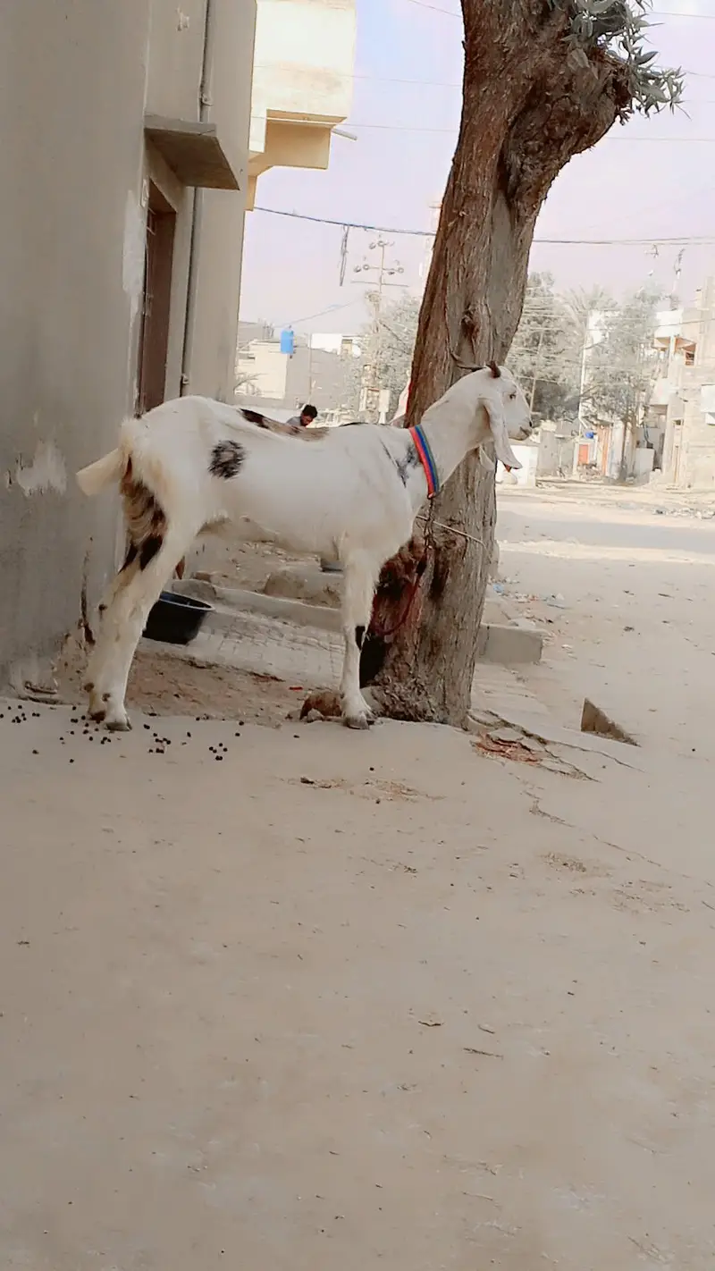 Gulabi Female 1.5 say 2 Month ki Cross Hy: — photo 11