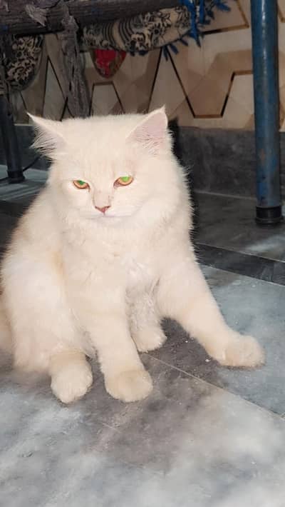 Persian