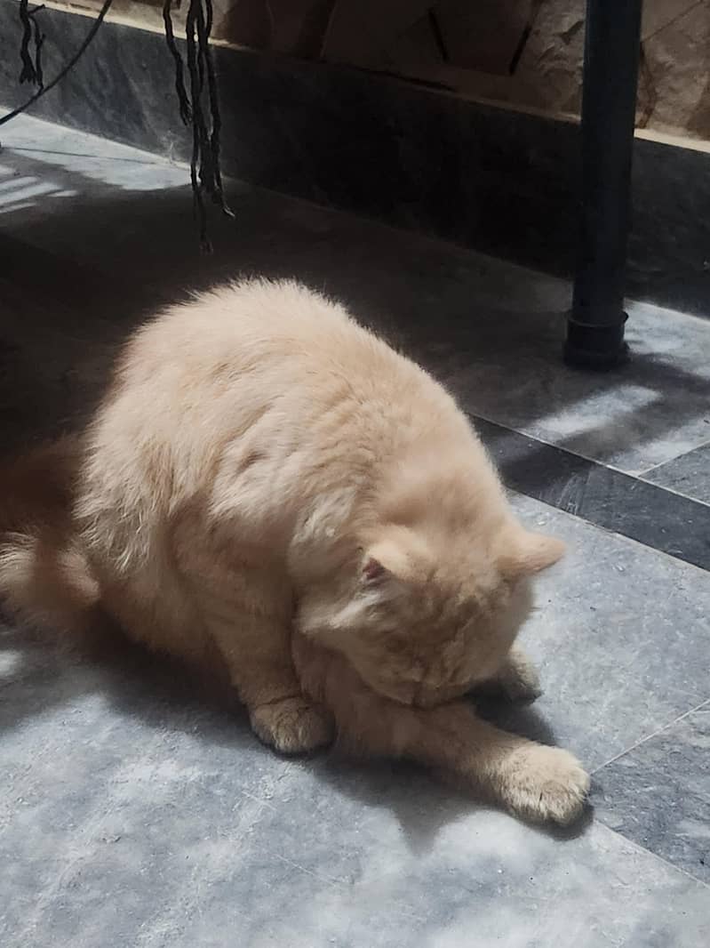 Persian 1