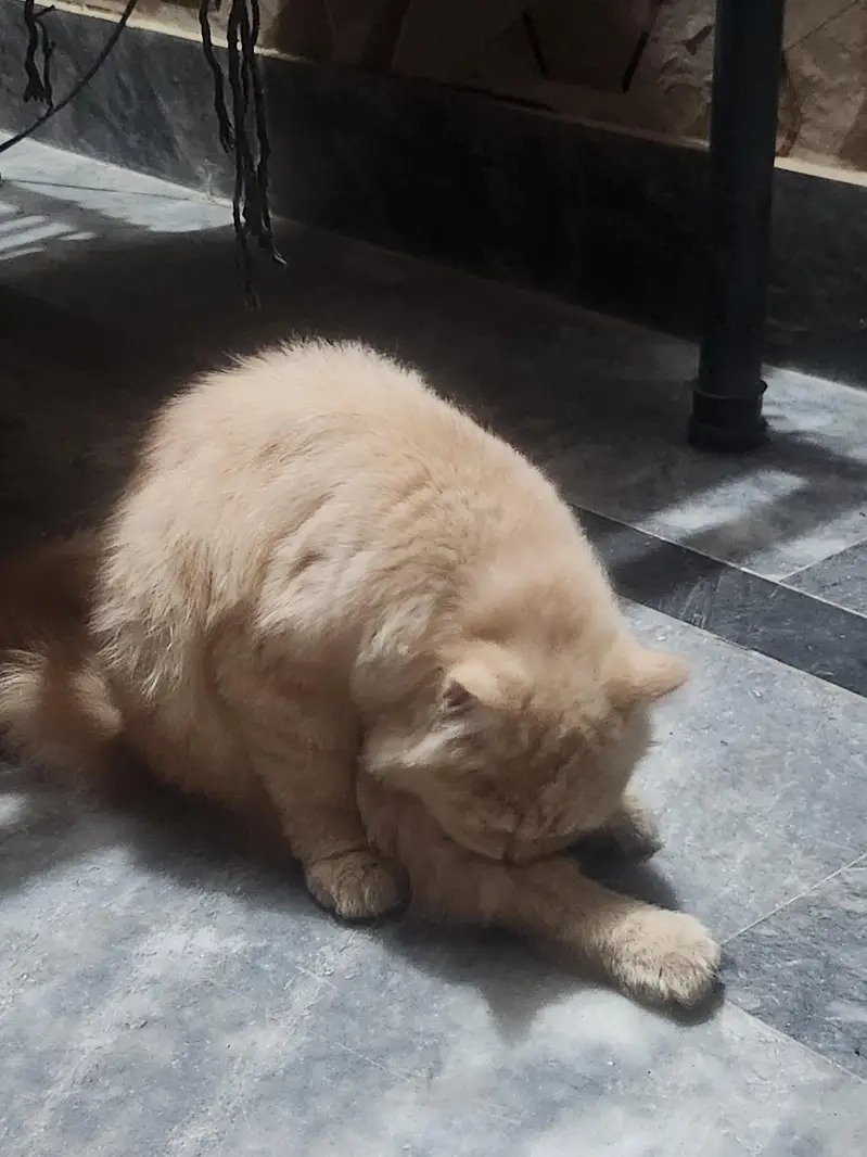 Persian — photo 2