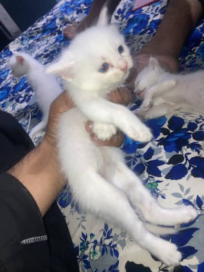 3 kitten one female aur 2 male  0/308/94/924/62 whatsaap aur call