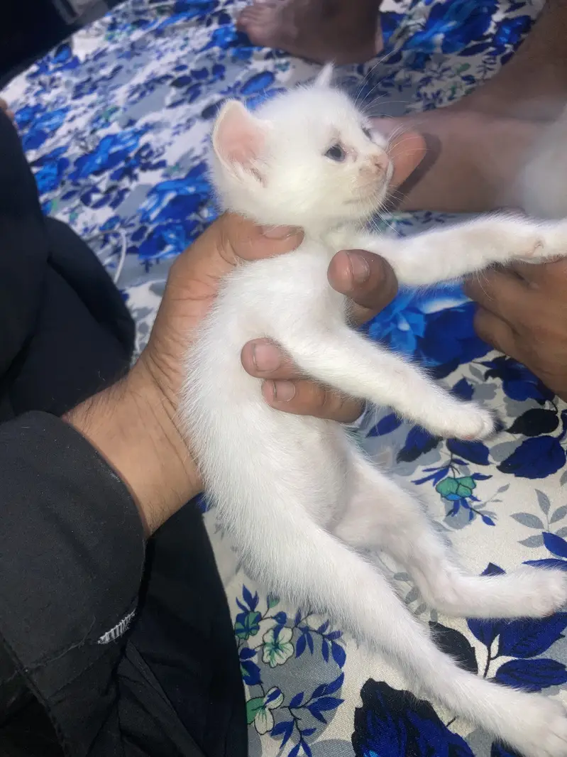 3 kitten one female aur 2 male  0/308/94/924/62 whatsaap aur call — photo 2
